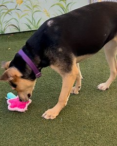 115 reactions | Abandoned Pet Rescue on Reels | Facebook