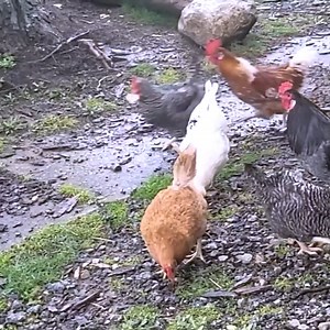 22K views · 298 reactions | Chicken Mating and Free Ranging #kuroiler #chicken #chickenlover #BarredPlymouthRock #mating #reelsvideo #reelsfypシ #reelsvideoシ #ostrich #ostrichfarm #ChickenLife #FarmVibes #RoosterLife | Zalatt Organic Farm | Facebook