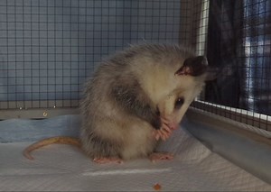 It's been estimated that a single opossum can eat thousands of ticks a week, and that comes from the fact that they are extremely clean animals. They will travel vast distances looking for food and picking up ticks and then spend hours grooming those ticks off and eating them. While other animals just let those ticks feed on their blood, reproduce, and fall off, opossums are actually stopping the tick life cycle in its tracks. This helps protect both humans and animals from contracting tick-born