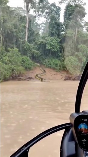 "Helicopter Discovers Giant Snake in the Rain – Deep in Amazon Jungle!"