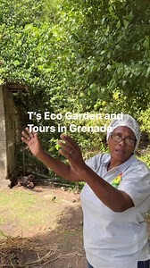 2.2K views · 13 reactions | Have you been to Grenada? The island has a robust organic farming and farm to table movement. Here, Theresa Marryshaw leads a network of rural women producers on the island. | Caribbean Journal | Facebook