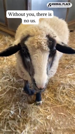 49 reactions | You can make an enormous difference for animals like...