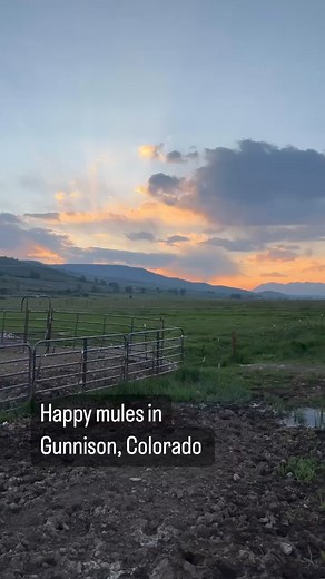 1.7K views · 26 reactions | Beautiful sunset last night here in Gunnison, Colorado! #godscountry #gunnisoncolorado #tsmules #mule | TS MULES - Ty & Skye Evans Mulemanship Clinics | Facebook
