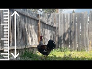 Can chickens jump over a fence? 🐔