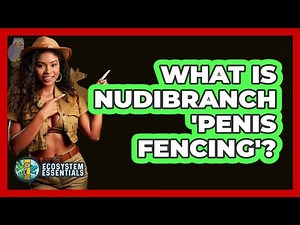 What Is Nudibranch 'penis Fencing'? - Ecosystem Essentials
