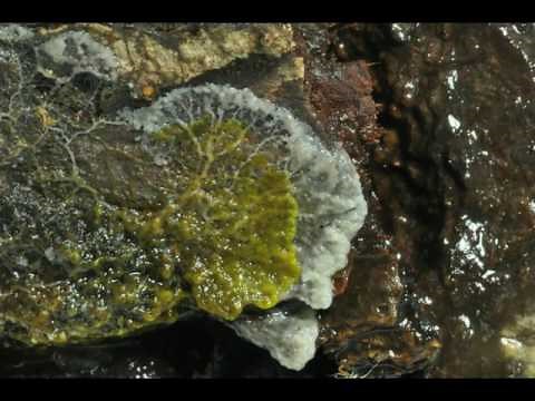 Moving slime mold plasmodia
