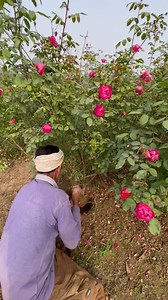 1.4K views · 38 reactions | Benjamine britten rose  | AGP Nursery Farm | Facebook