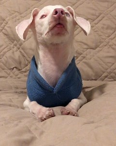 14K views · 4.2K reactions | Anyone looking for a really adorable...