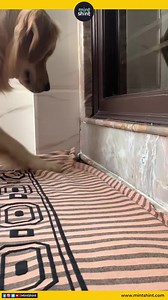 1.6K views · 18 reactions | cutest lazy lad ever 朗 | Tech Moves | Facebook