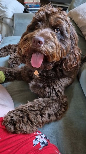 😆 #cockapoo_corner #cockapoolife #cockapoo_lovers #cockapoodaily #chocolatecockapoo #chocapoo #cockerpoosofinstagram #cockapoosofinstagram #cockapoolove | Amanda Adebisi