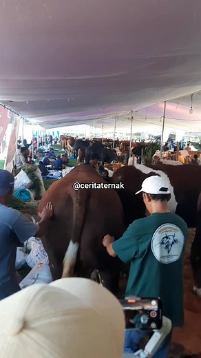 REDAM Sapi raksasa turun dari truk sampai oleng #sapi #cow #bull #sapikontes #lions #calgary #horse #church #nflgames #forsale #workexchange #worship #religion | Cerita Ternak