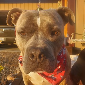 Did yous kno dat actions better den words..so show yous lubs anuder by yous actions...dog logic Da Rocky! | Pit Bull Patch and his fabulous friends