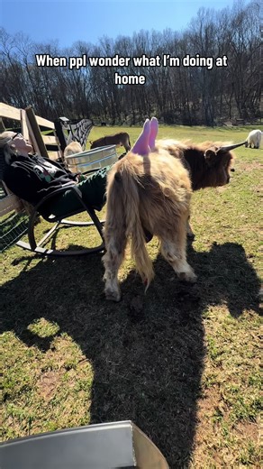 Fluffiest Leg Rest for Bunnies | Bunny Videos