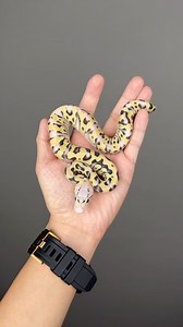 Crypton DG Super Pastel #inhouse#pythons #scales #ballpythonofinstagram #ballpython #reptiles #snakeofinstagram #Hetflix #ballpythonbreeder #thailand | Sexy Ball Python