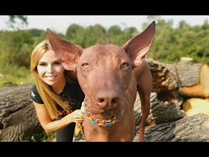 THE PERUVIAN HAIRLESS DOG - STRANGE OR CUTE?