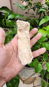 Buy Sahara Desert Fulgurite: Lightning Fused Sand Glass Tube (173GR) Online in India - Etsy