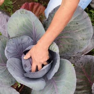 The natural resources we need to produce food are at risk, including soils. We have to learn to produce more food, sustainably. Sustainable soil management can help us to meet current & future demand for food. #Soils4Nutrition | Food and Agriculture Organization of the United Nations (FAO)