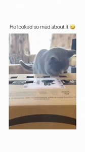 Cats toys 🚫 Box 👍 Dangling feet 🥳 😹😹😹😹 | Cat Fur Nature .co.uk