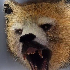 14K views · 142 reactions | These 3D animals painted on glass are amazing! | Ultimate | Facebook