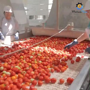 How Tomato Processing Line Works Inside The Plant | TechTimes