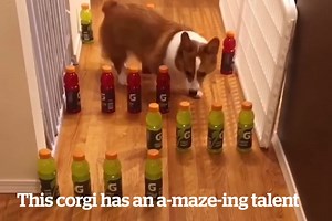 "We challanged my corgi to obstacle courses and he was actually really good..." 😂😍 Credit: Pino.the.corgi | VT