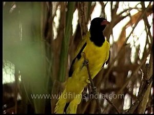 Black-headed Oriole