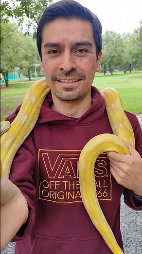 Con la famosa pitón amarilla 🐍💛 #serpiente #piton #pitonamarilla #zoo #animals