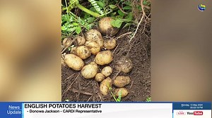 1.9K views | Irish Potato Harvest! #API #superiorupdates #agriculture | API - The Agency For Public Information : St. Vincent and the Grenadines | Facebook