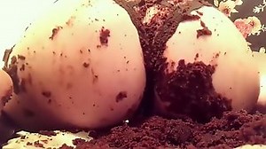 Cake farts - RedPorn.Tv