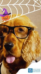 The pumpkins here at GCVS are holding meetings in the gourd-room...