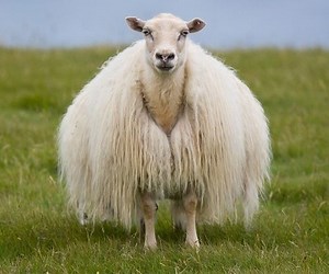 Icelandic sheep - Alchetron, The Free Social Encyclopedia