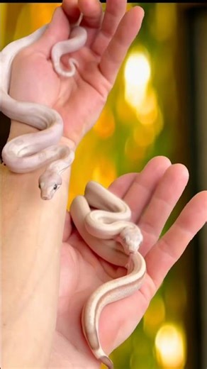 Very rare boa morphs straight to the holdback rack. 🔒🐍. ❄️ Glacier vs ✨ Super clean VPI Sterling