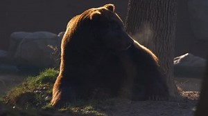 Kamchatka Brown Bear Ursus Arctos Beringianus Stock Footage Video (100% Royalty-free) 33937672 | Shutterstock