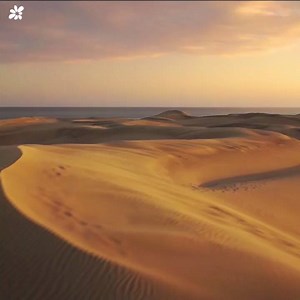 40K views · 1.8K reactions | Words? Who needs words! | Canary Islands | Facebook