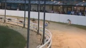 Two greyhounds (Camps Star and Miss Boley) suffered bad looking falls at Romford last night. We hope they are both OK. Almost a thousand greyhounds were killed in the British racing industry last year and there were almost 5,000 injuries to dogs at British tracks. Thousands of reasons to sign & share the petition to #BanGreyhoundRacing ⬇⬇ https://www.change.org/p/it-s-time-to-ban-greyhound-racing | CAGED Nationwide