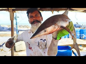 Milk Shark Fish Cutting Skills