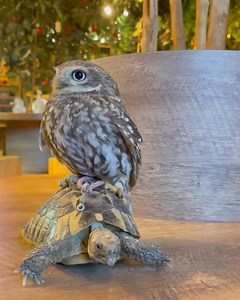 Twin Peaks Festival 1993-2019 on Reels