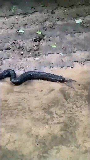 18 reactions | Cottonmouth Snake Regurgitates A Bullfrog - -  Credit: @herpinghopperboyz - - All credit goes to respective owners  DM for removal or credit. - - Follow us for more videos: @animalentertainment7 - - #snake #cottonmouth #hunter #closeenough #predator #greaterkruger #bullfrog #wildlife #wildlifeaddicts #animal #animallovers #nature #africa #africasafari #frog #savage #africamagic #attack #videooftheday | Animals Wildside | Facebook