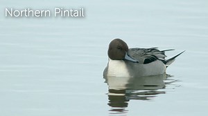 The handsome Northern Pintail is one of North America’s most widespread ducks, especially in the West, though it is not nearly as abundant as the more familiar Mallard. This species is distinctive both on the water and in flight. Both female and male are more streamlined than the Mallard, with long, slender necks, smallish heads, and slim bodies. In addition, the adult male sports the species’ namesake pointed tail. The rest of the drake, or male, pintail’s plumage is quietly elegant, with a dar