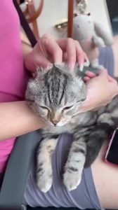 Turn your cat into an American curl behind the scene #cat #cats #kitten #kitty #meow #catlove #lovecats #catlife #catlover #pet #pets #instacat #catinsta #petinsta #catinstagram #petinstagrams #猫 #ねこ #ねこ部 #猫好きさんと繋がりたい #ねこのいる生活 #neko #MrDieDie | Mrdiedie