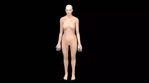 clip-1104106749-female-mammary-gland-anatomy-3d-animation