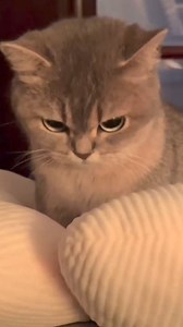 45K views · 502 reactions | An angry kitty  | Pets Story | Facebook