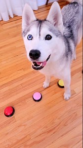 21K views · 2.4K reactions | Today is Skaya's 2 year talking button...