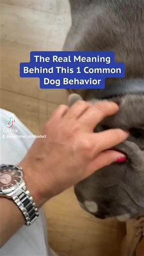 1.8K views · 18 reactions | Why do dogs smell your crotch area?樂 . . . . . . . . #dogreels #dogtrainer #doghealth #dogtrainer #abhilashadogtrainer #dogbehaviour #doglover | Abhilasha - Dog Trainer and Behaviourist | Facebook