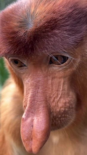 Proboscis Monkey: Fun and Cute Moments Captured