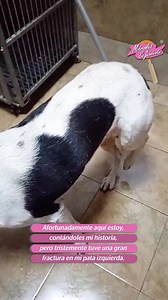 1.7K views · 276 reactions | Nuestro #MiércolesDeSeguimiento de esta semana está protagonizado por Lola Calamidades y su historia de telenovela, que comenzó con un infortunado accidente, pero está teniendo un final feliz con una recuperación física exitosa y una evolución día a día en su comportamiento.❤️ Conoce más https://animalesbog.gov.co/noticias/la-historia-lola-telenovela-final-feliz | Instituto de Protección y Bienestar Animal | Facebook