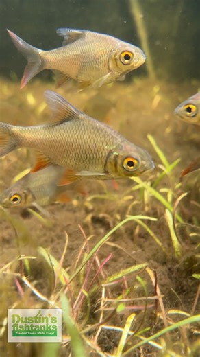 2.1K views · 32 reactions | TIGER BARBS - SILVER DOLLARS - RICE FISH all in one basin and thriving. Are you keeping any of these fish? What do you feed them? TANK ON! #fish #aquariumfish #freshwaterfish #greenhouse #tigerbarbs #silverdollar #ricefish | Dustin's Fishtanks | Facebook