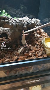 1.4K views · 29 reactions | *warning* Snake feeding video. I don't normally do these, but this blood python was sat so perfectly. I still jumped 浪  #snakefeeding #pets #UK | Webbs Reptile Shop | Facebook