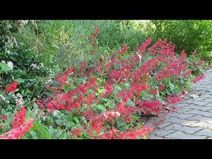 Гейхера американская/Heuchera americana