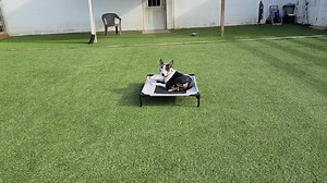 Garza hasn't skipped a beat! Duration place with distractions. . . #garza #bullterrier #terriersofinstagram #bullterriers #bullterriersofinstagram #vaboardandtrain #dogtraining #breakthroughk9training | Breakthrough K9 Training